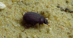 Maladera holosericea