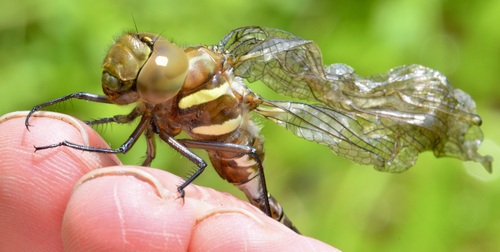 Black-tipped Darner photo 3
