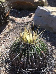 Echinofossulocactus sulphureus