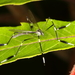 Eastern Phantom Crane Fly - Photo (c) John Guerin, some rights reserved (CC BY-NC), uploaded by John Guerin