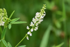 Melilotus albus image