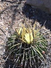 Echinofossulocactus sulphureus