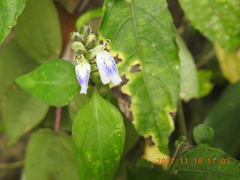 Rungia chinensis