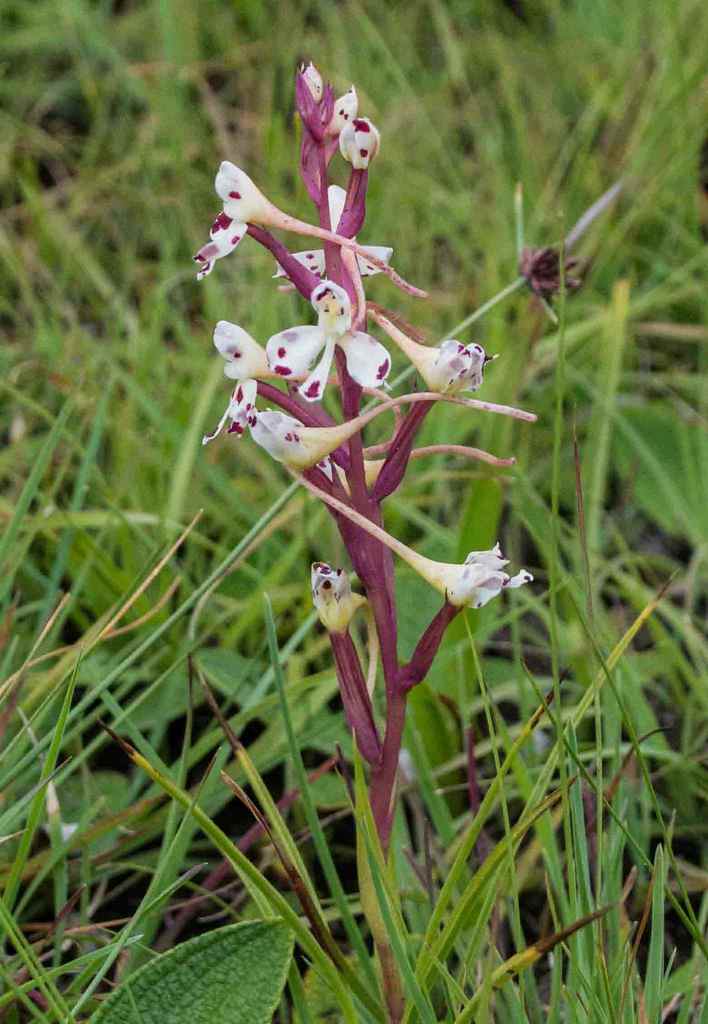 Disa nivea