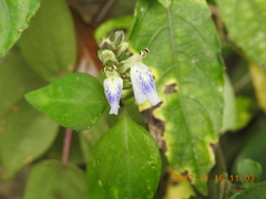 Rungia chinensis
