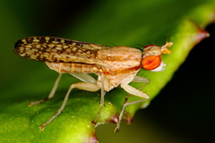Trypetoptera canadensis