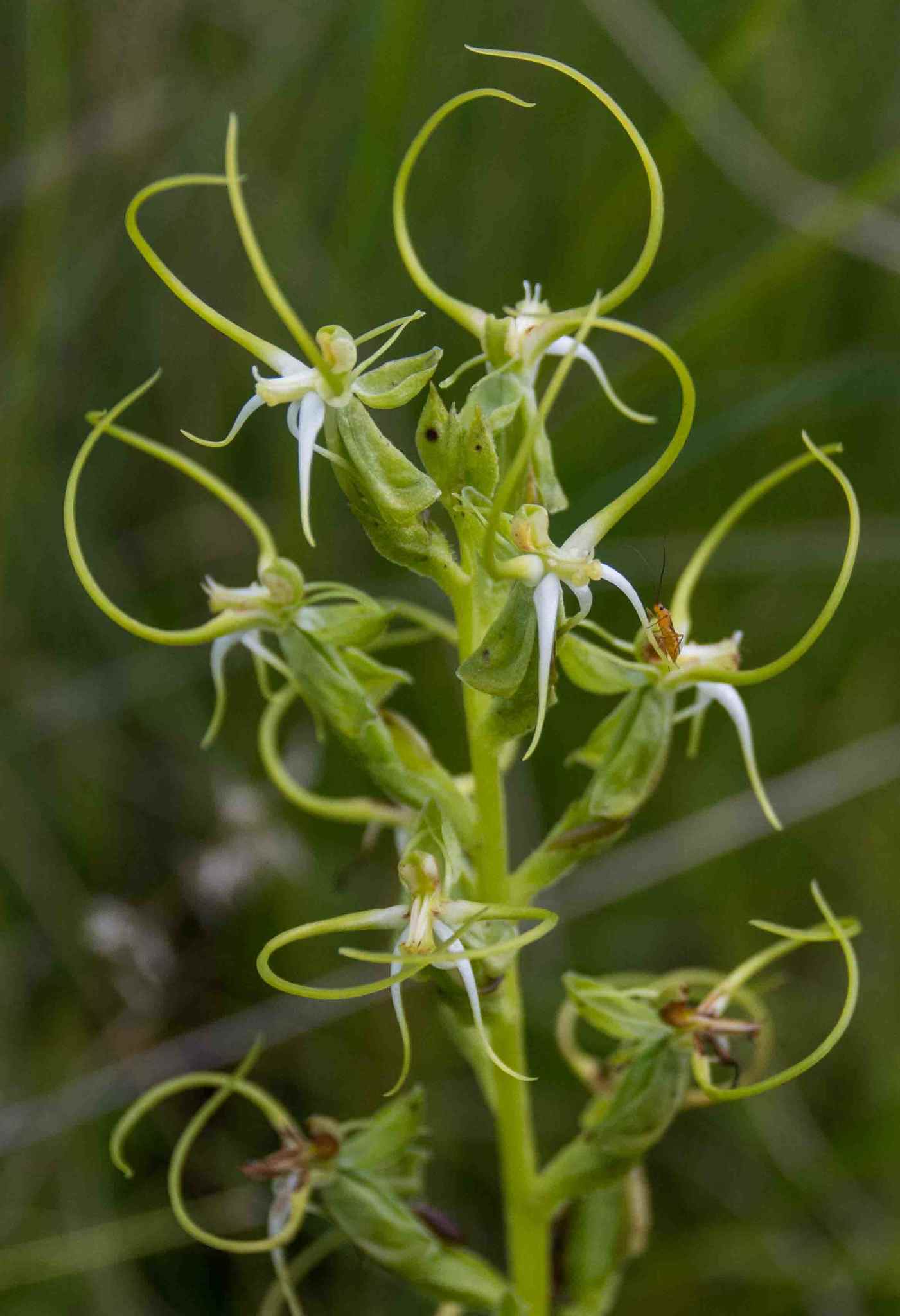 Orquídeas de Los Pantanos (género Habenaria) · Natusfera