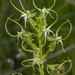 Habenaria - Photo (c) Ansell Matcher, μερικά δικαιώματα διατηρούνται (CC BY-NC), uploaded by Ansell Matcher