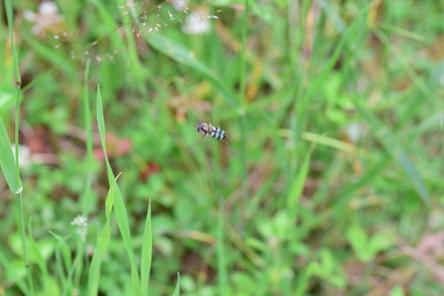 Megasyrphus laxus image