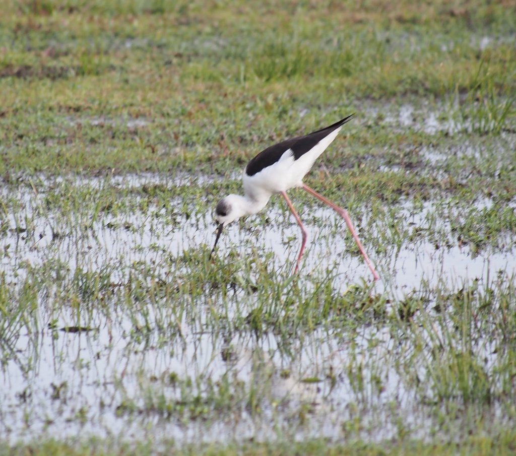 Banded Stilt from David Low Way, Diddillibah, QLD, AU on July 15, 2023 ...