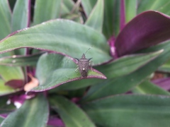 Proxys albopunctulatus