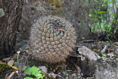 Mammillaria wagneriana