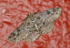 Ascotis reciprocaria