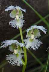 Huttonaea grandiflora