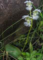 Huttonaea grandiflora