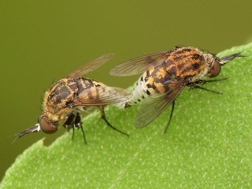 Toxophora amphitea photo 4