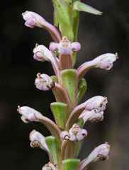 Satyrium neglectum neglectum