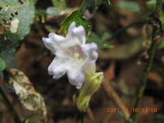 Strobilanthes pentastemonoides