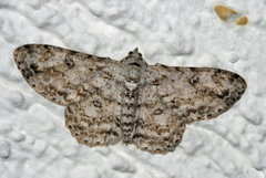 Ascotis reciprocaria