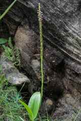 Satyrium neglectum neglectum