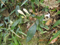 Strobilanthes pentastemonoides