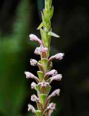 Satyrium neglectum neglectum