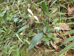 Strobilanthes pentastemonoides