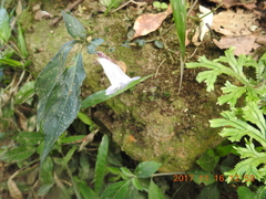 Strobilanthes pentastemonoides