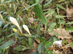 Strobilanthes pentastemonoides