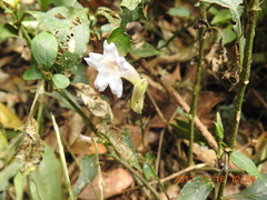 Strobilanthes pentastemonoides