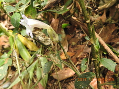 Strobilanthes pentastemonoides