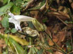 Strobilanthes pentastemonoides