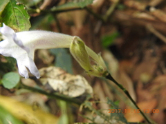 Strobilanthes pentastemonoides