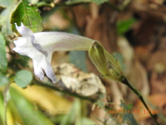 Strobilanthes pentastemonoides