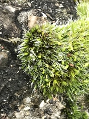 Grimmia pulvinata