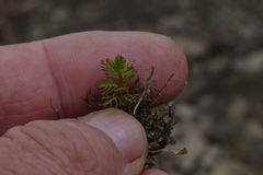 Myriophyllum triphyllum