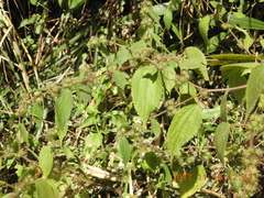 Triumfetta pilosa