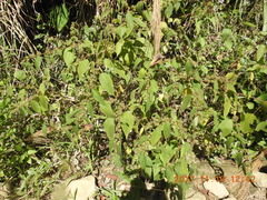 Triumfetta pilosa