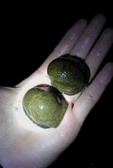 Anadenidae