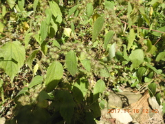 Triumfetta pilosa