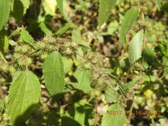 Triumfetta pilosa