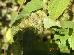 Triumfetta pilosa