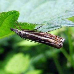Crambus lathoniellus