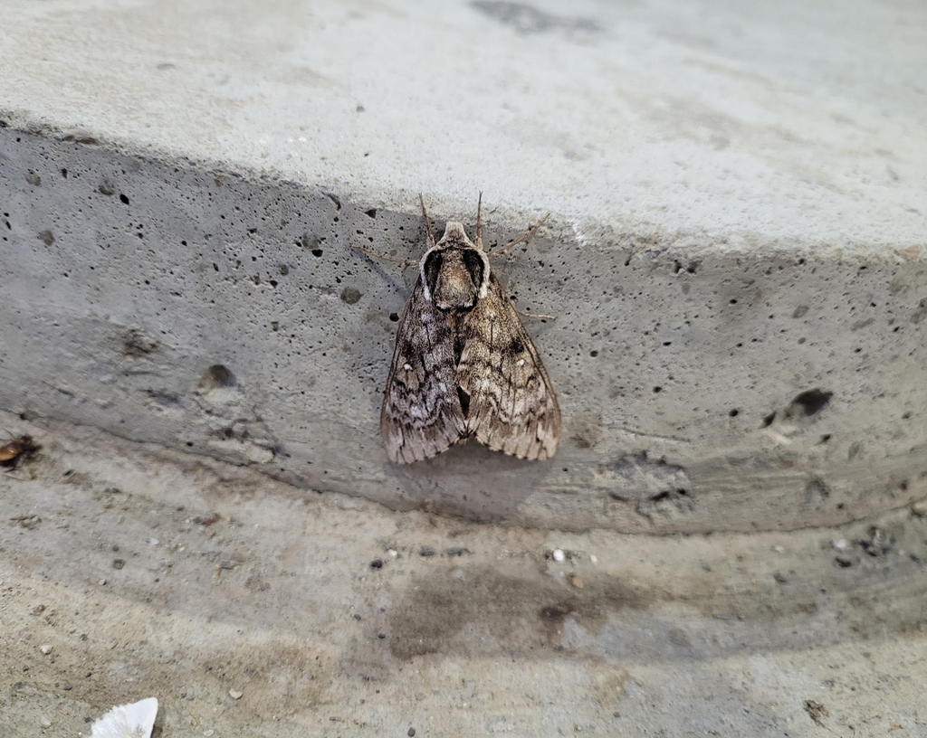 Waved Sphinx from Hermon, ME, USA on July 15, 2023 at 08:13 PM by ...