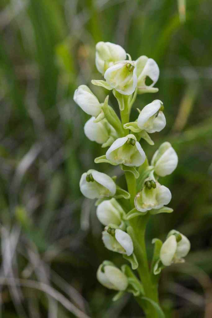 Milk Bonnet