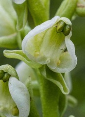 Pterygodium leucanthum