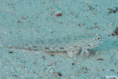 Istigobius rigilius