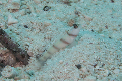 Amblyeleotris steinitzi