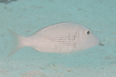 Lethrinus semicinctus