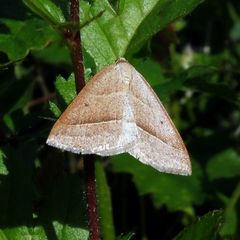 Petrophora chlorosata